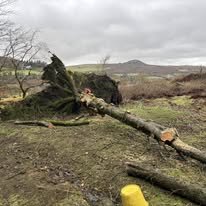 Seasoned logs in Cornwall